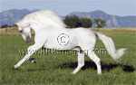 T_gray-1-2601.jpg